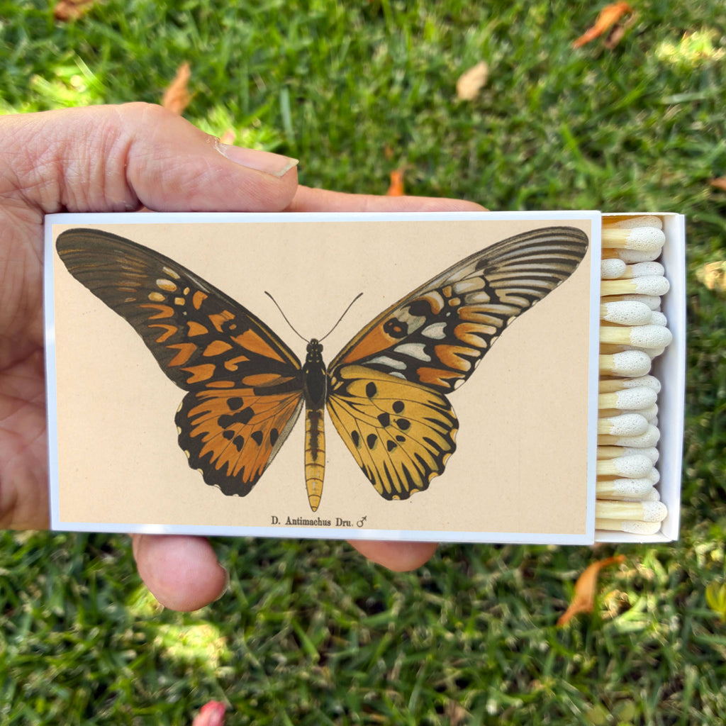Butterfly Matchbox, Extra-Long Candle Matches, Entomology Gift, Natural History Décor