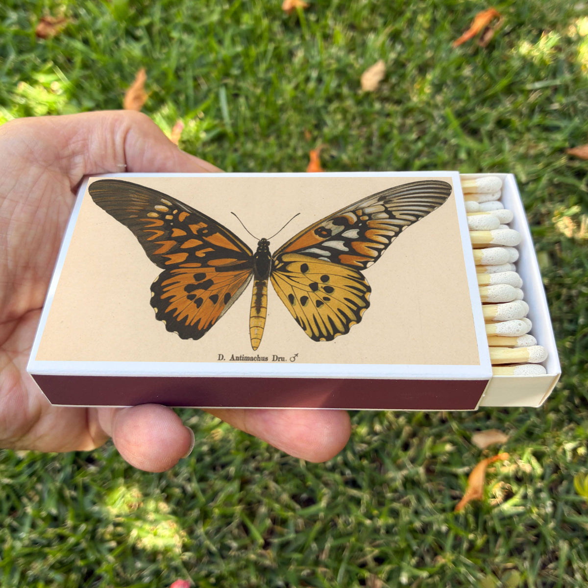 Butterfly Matchbox, Extra-Long Candle Matches, Entomology Gift, Natural History Décor